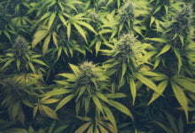 Photo of 3 Amazing Benefits of Marijuana
