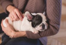 Photo of Dog Get Asthma: How to Treat Your Dog for Asthma
