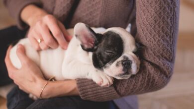 Photo of Dog Get Asthma: How to Treat Your Dog for Asthma