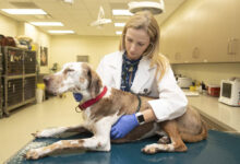 Photo of Dogs With Blood Cancer – The Most Common Types
