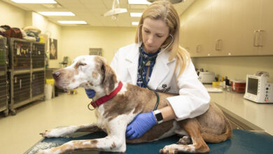 Photo of Dogs With Blood Cancer – The Most Common Types