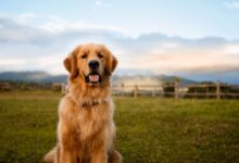 Photo of Head Injury in Dogs – Symptoms