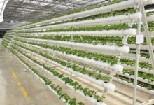 Photo of Jain Irrigation plunges 26% after India Ratings cut long time company score