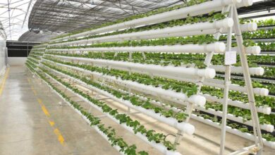 Photo of Jain Irrigation plunges 26% after India Ratings cut long time company score